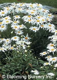 Leucanthemum x superbum 'Snow Lady'